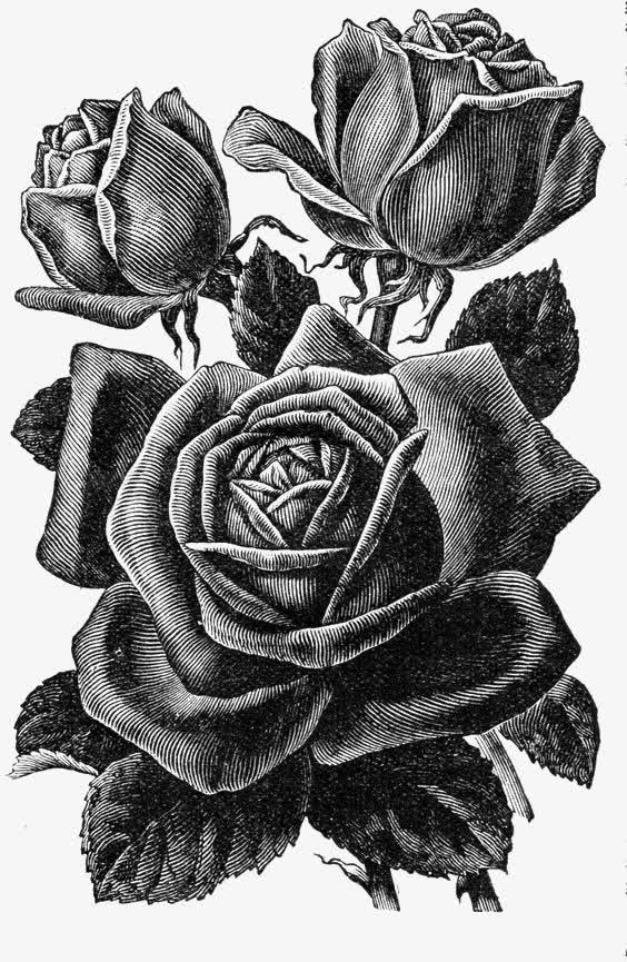 关键词 玫瑰,黑白,素描,卡通,花朵,复古[声明 觅元素所有素材为