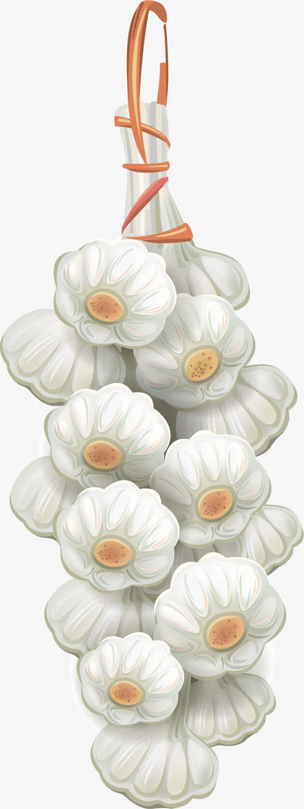 矢量手绘大蒜