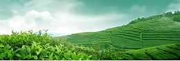 清新绿茶茶叶海报背景
