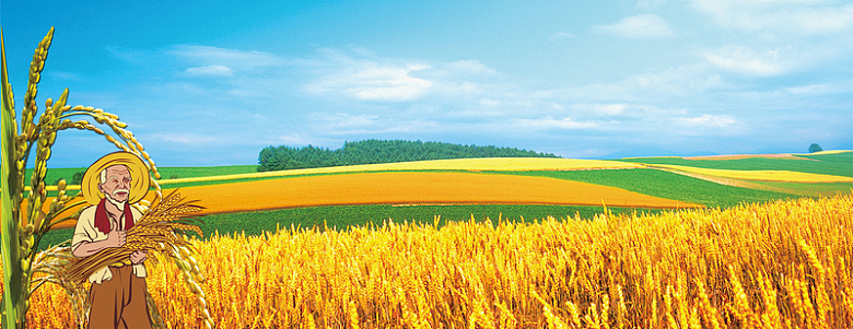农业收稻谷背景图