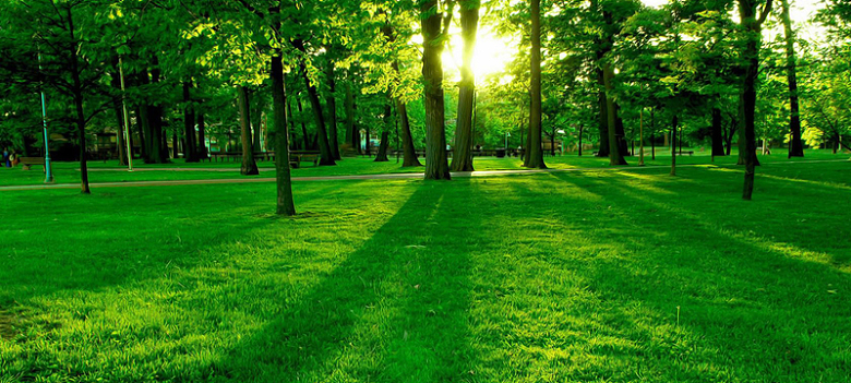 阳光绿树森林唯美工艺公园主题背景图