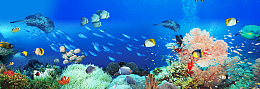 海底世界背景