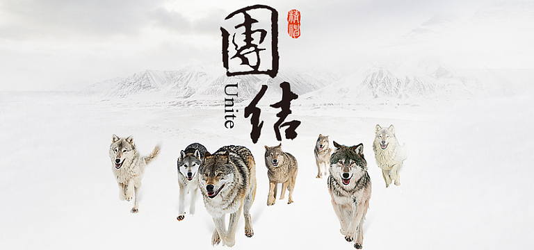 psdjpg展板 企业文化 狼群 合作 团队png山地狼群野狼团队png狼群团队
