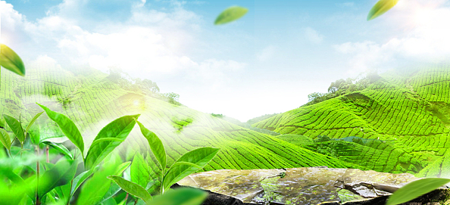 春茶梯田景色渐变绿banner