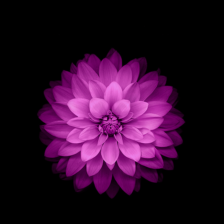 紫色花朵模板