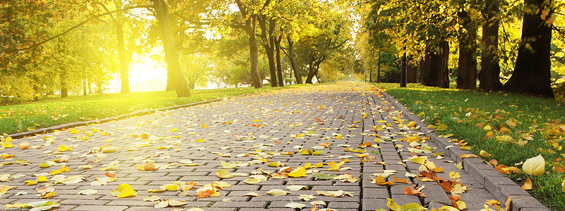 秋天落叶树林唯美背景banner
