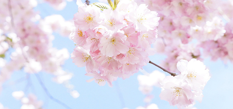 日本樱花树天空盛开的美丽樱花图片