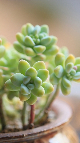 可爱的多肉植物手机壁纸