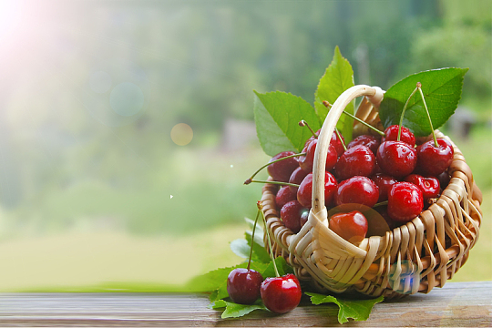 简约车厘子海报背景素材