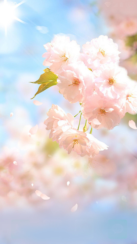 蓝色天空樱花花朵背景