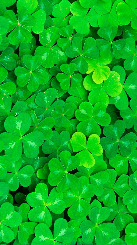 绿色四叶草h5背景