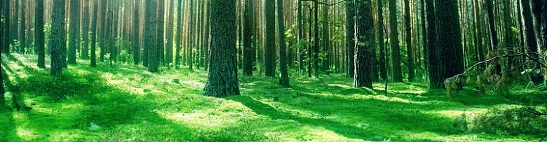 绿色森林banner