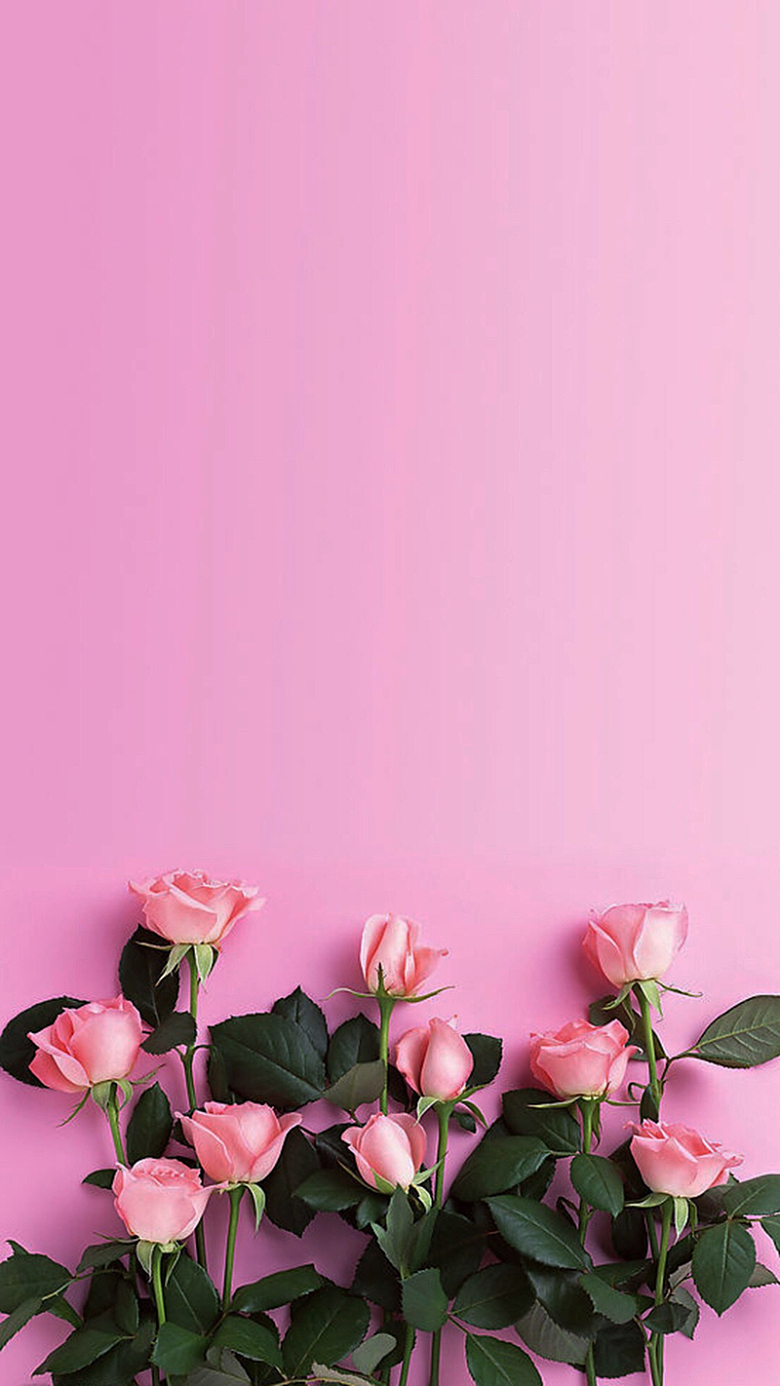 粉色玫瑰花H5背景