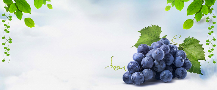 葡萄梦幻蓝色海报背景banner