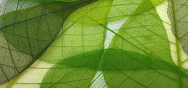 绿色植物纹理图片