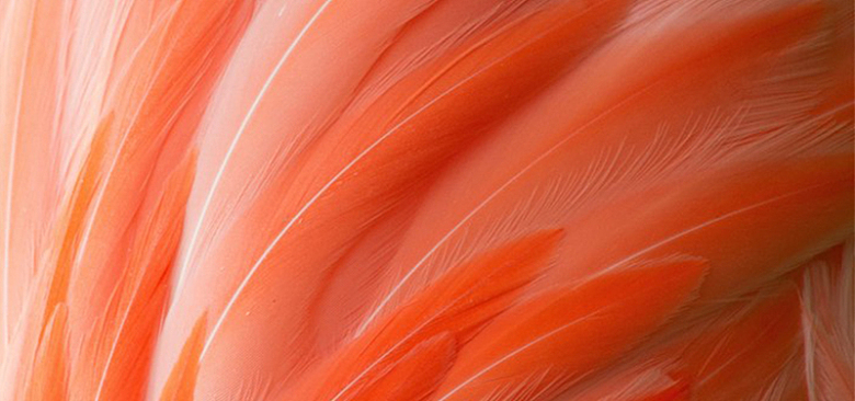 红色羽毛简约纹理质感图
