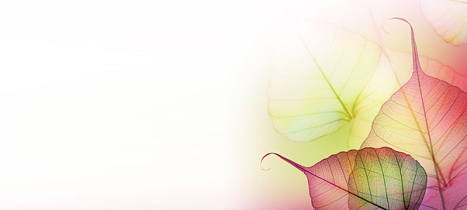 素雅树叶背景素材_素雅树叶背景图片下载_觅元素