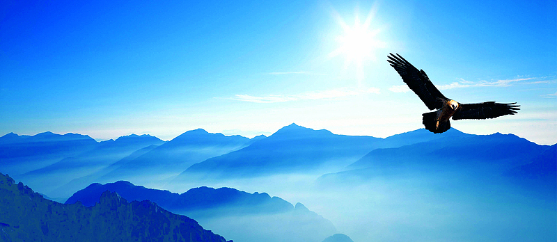 蓝色雄鹰飞翔企业banner