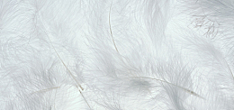 浅色羽毛灰色纹理质感banner