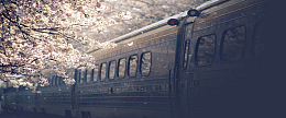 樱花下废旧的火车