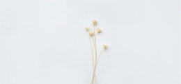 白色干花图片