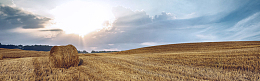    日落  遍地小麦 背景 banner