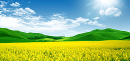 油菜花背景素材下载