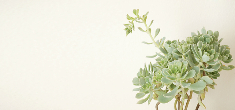 多肉植物海报背景素材-多肉植物海报背景图片元素-觅元素