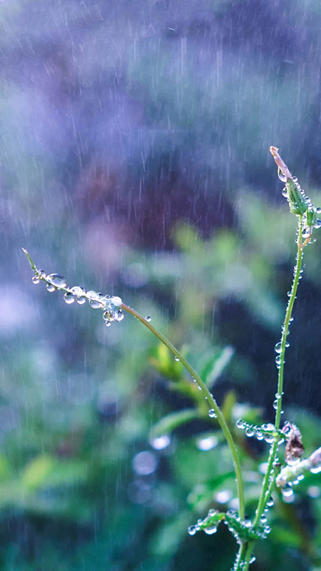 雨露节气背景