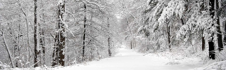 冬天雪树海报背景图