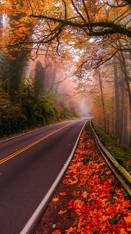 公路边的枫叶h5背景