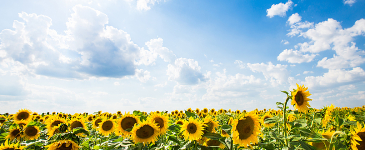 向日葵花海背景