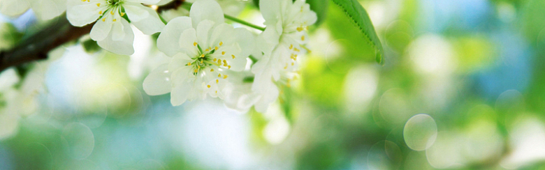 摄影白色梨花背景