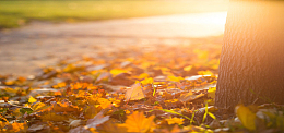 树下落叶背景