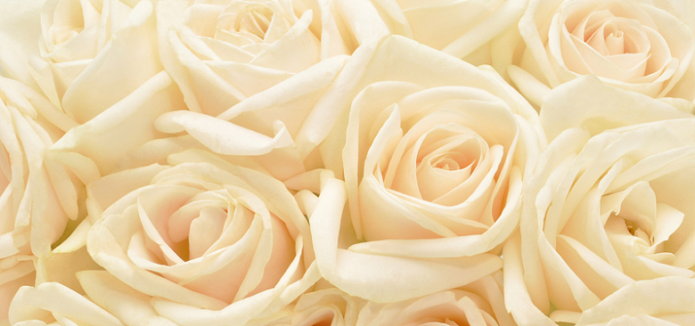 浪漫白玫瑰团花