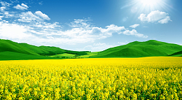 油菜花田海报背景素材