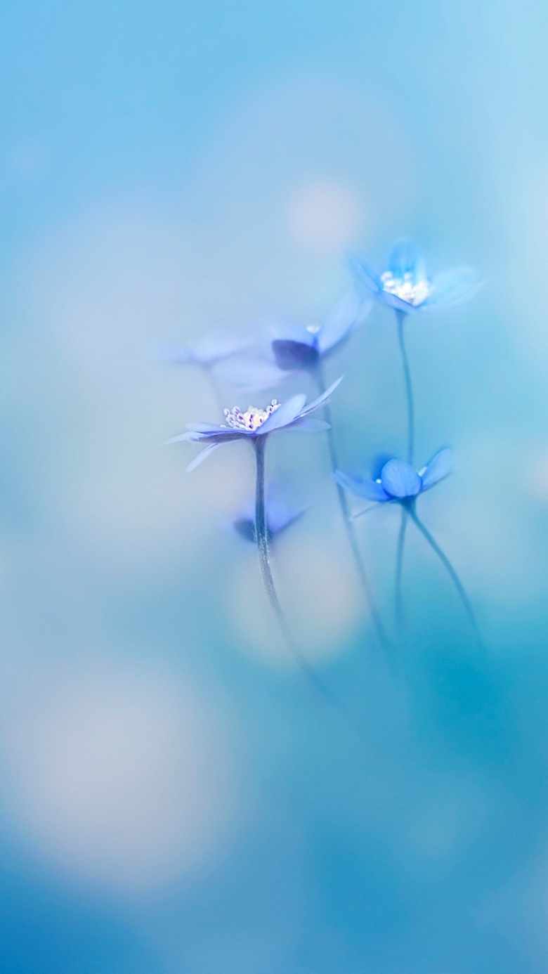 蓝色浪漫花朵H5背景