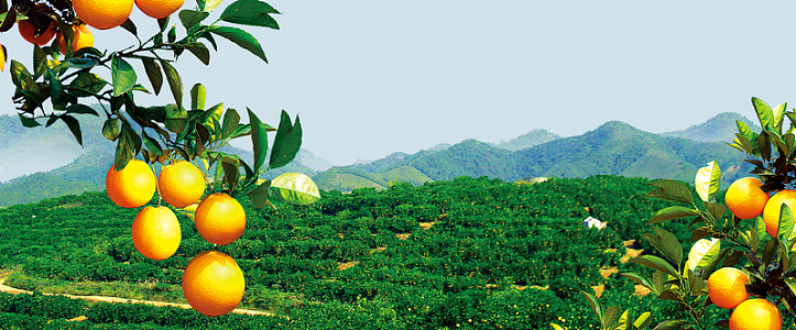 橙子树景色大气远山蓝色背景