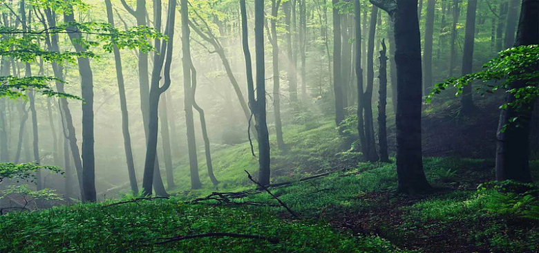 迷雾森林背景图