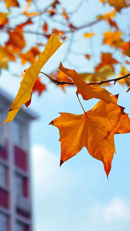 秋天校园黄色树叶H5背景