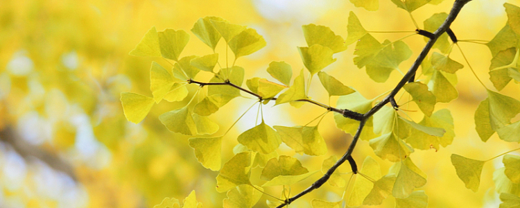 杏叶金色背景素材_杏叶金色背景图片下载_觅元素