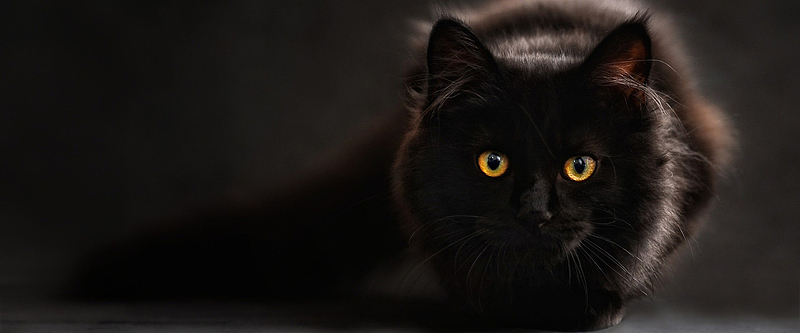 猫咪背景