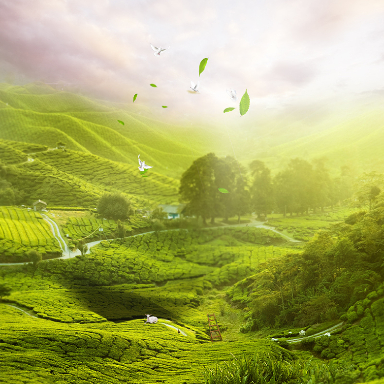 简约绿色茶园茶叶PSD分层主图背景素材