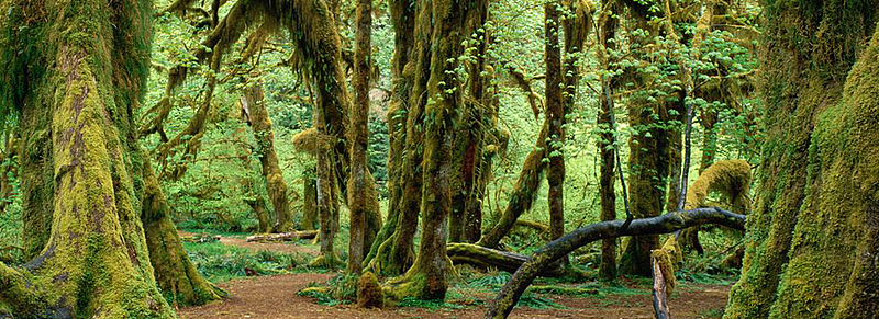 aijpg手工原始欧式面包烘培吐司美食背景素材jpg原始森林背景jpg森林