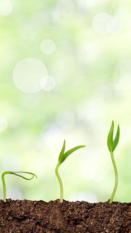 发芽绿苗泥土h5背景