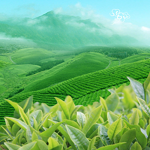 春茶节茶叶茶具绿色PSD分层主图背景素材