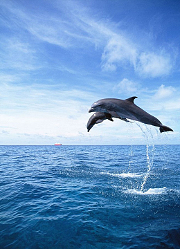 海豚蓝色海洋夏日bannerpsdjpg夏季海边背景jpg蓝色深海海豚jpg游泳的