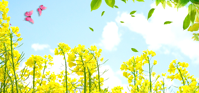 油菜花近景蝴蝶树叶春自然风光banner