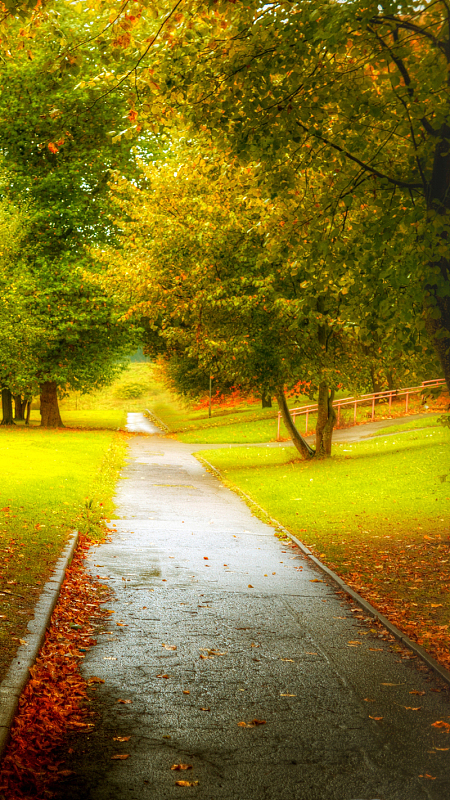 秋天唯美h5背景