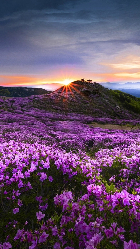 紫色薰衣草风景h5背景jpg薰衣草花海背景jpg阳光天空薰衣草田风景背景